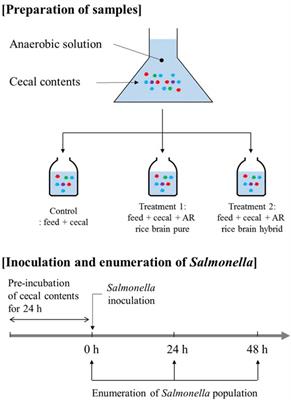 Ability of Arkansas LaKast and LaKast Hybrid <mark class="highlighted">Rice Bran</mark> to Reduce Salmonella Typhimurium in Chicken Cecal Incubations and Effects on Cecal Microbiota